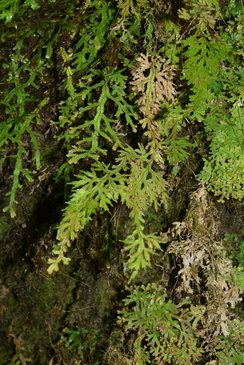 Selaginella monospora photo 6