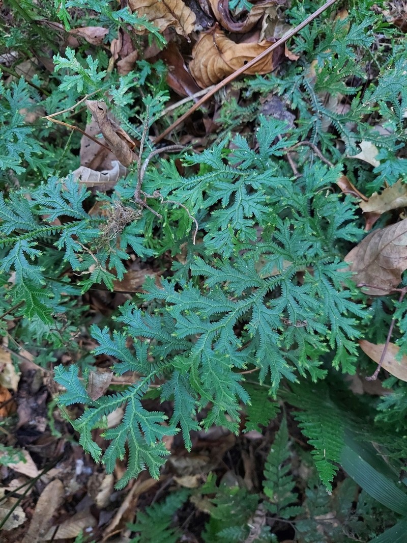 Selaginella monospora photo 7