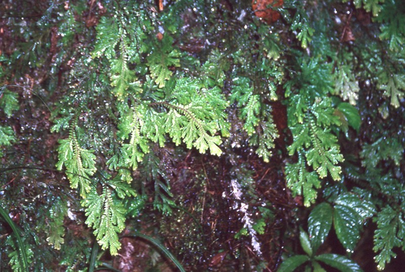 Selaginella monospora photo 8