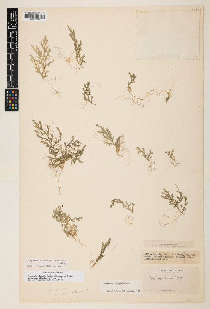 Selaginella moraniana
