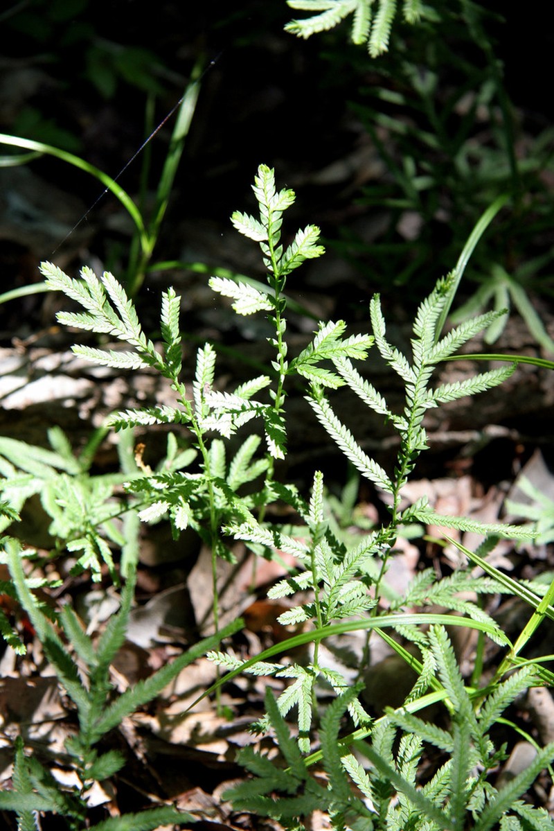Selaginella moratii