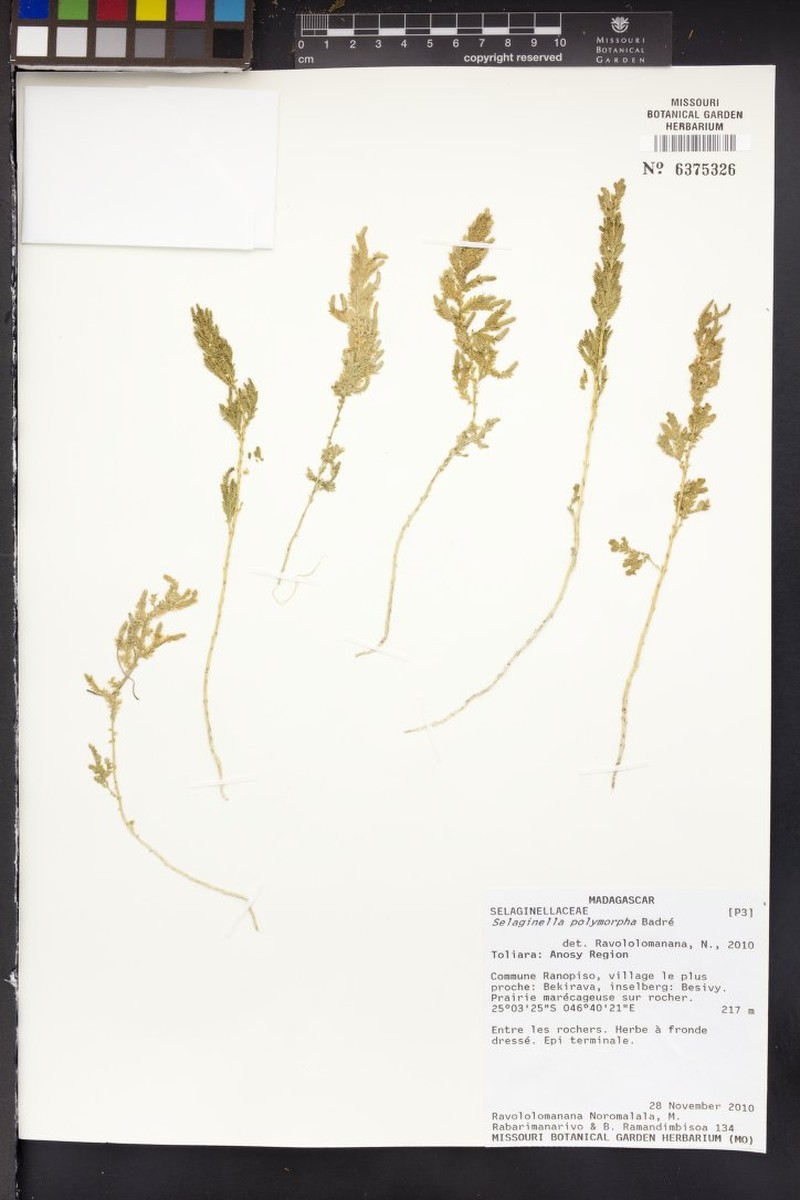 Selaginella moratii photo 2
