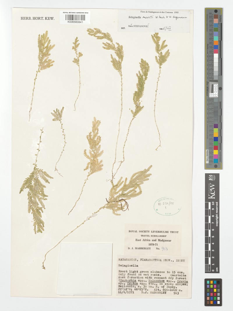 Selaginella moratii photo 4