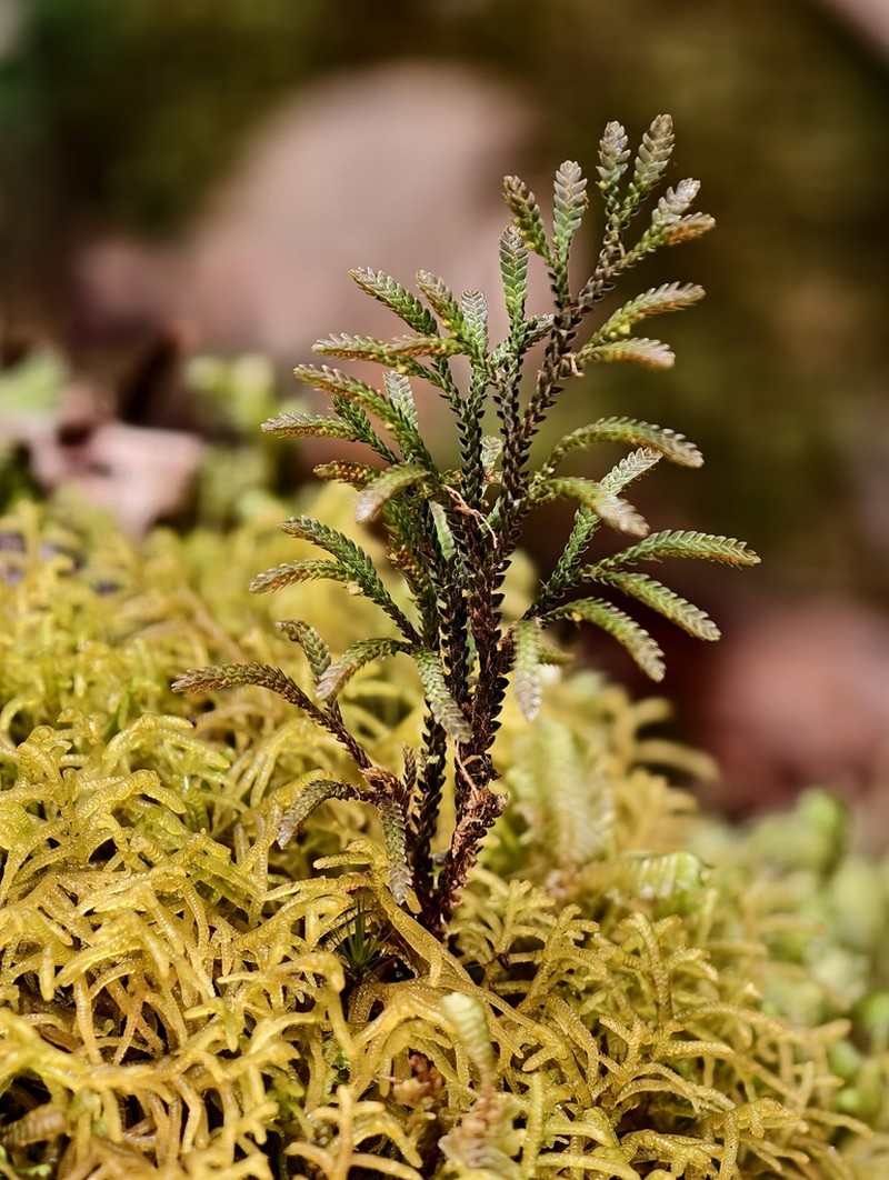 Selaginella morganii