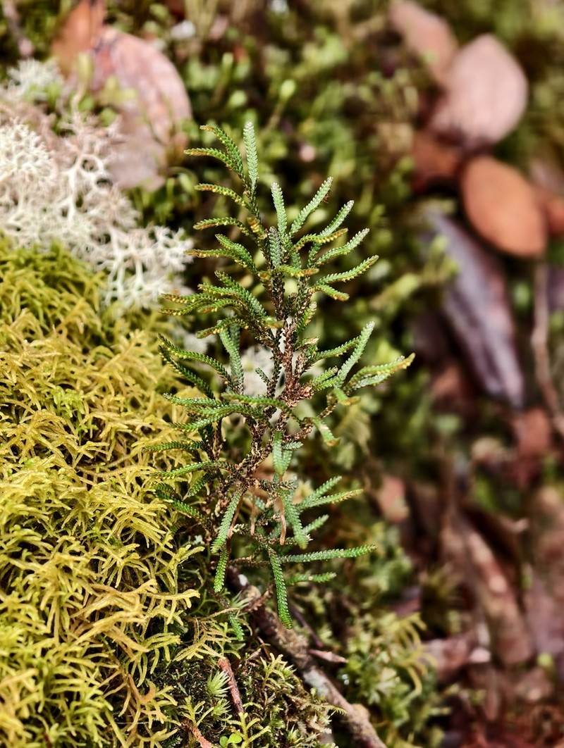 Selaginella morganii photo 2