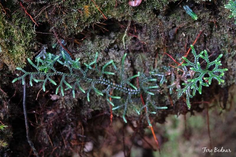 Selaginella morganii photo 3