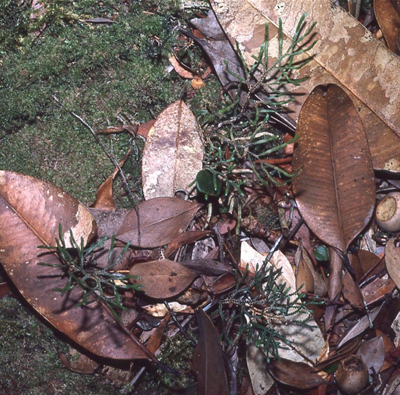 Selaginella morganii photo 4