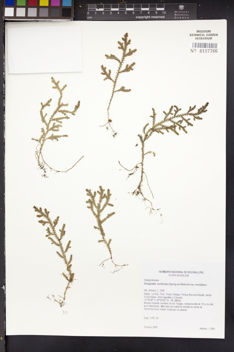Selaginella moritziana