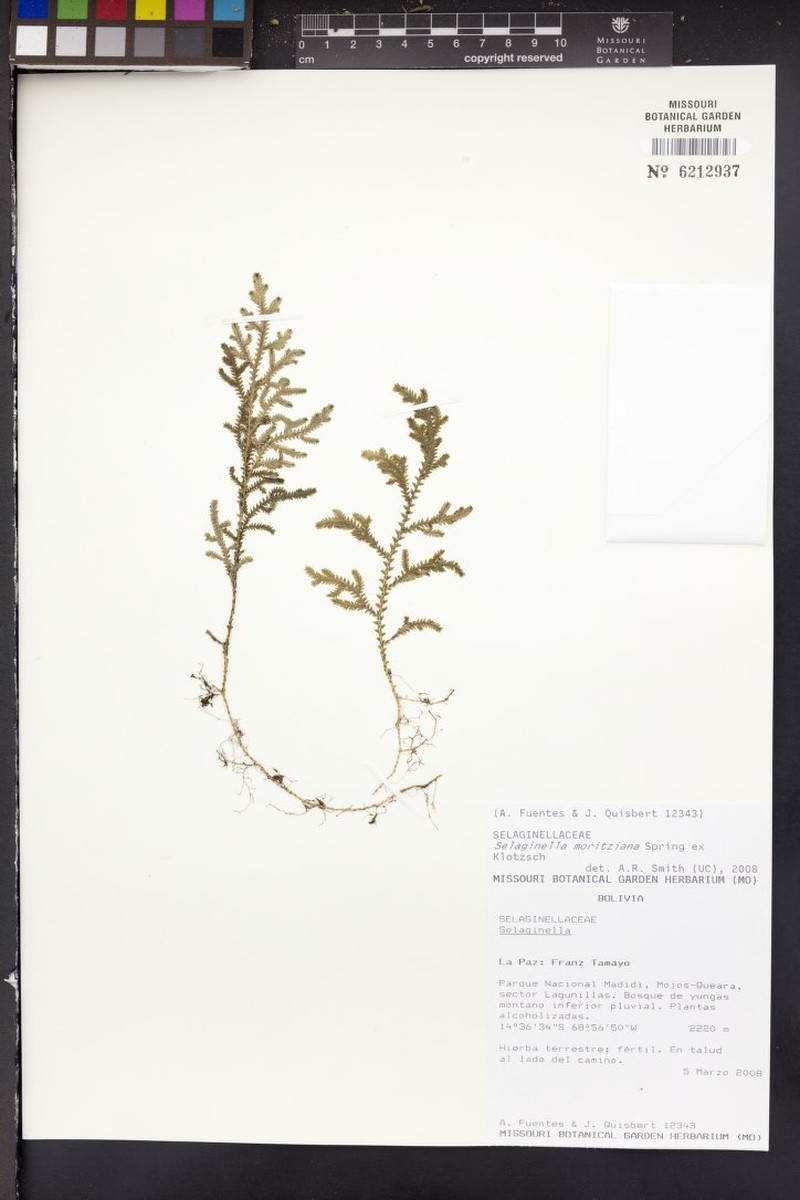 Selaginella moritziana photo 2