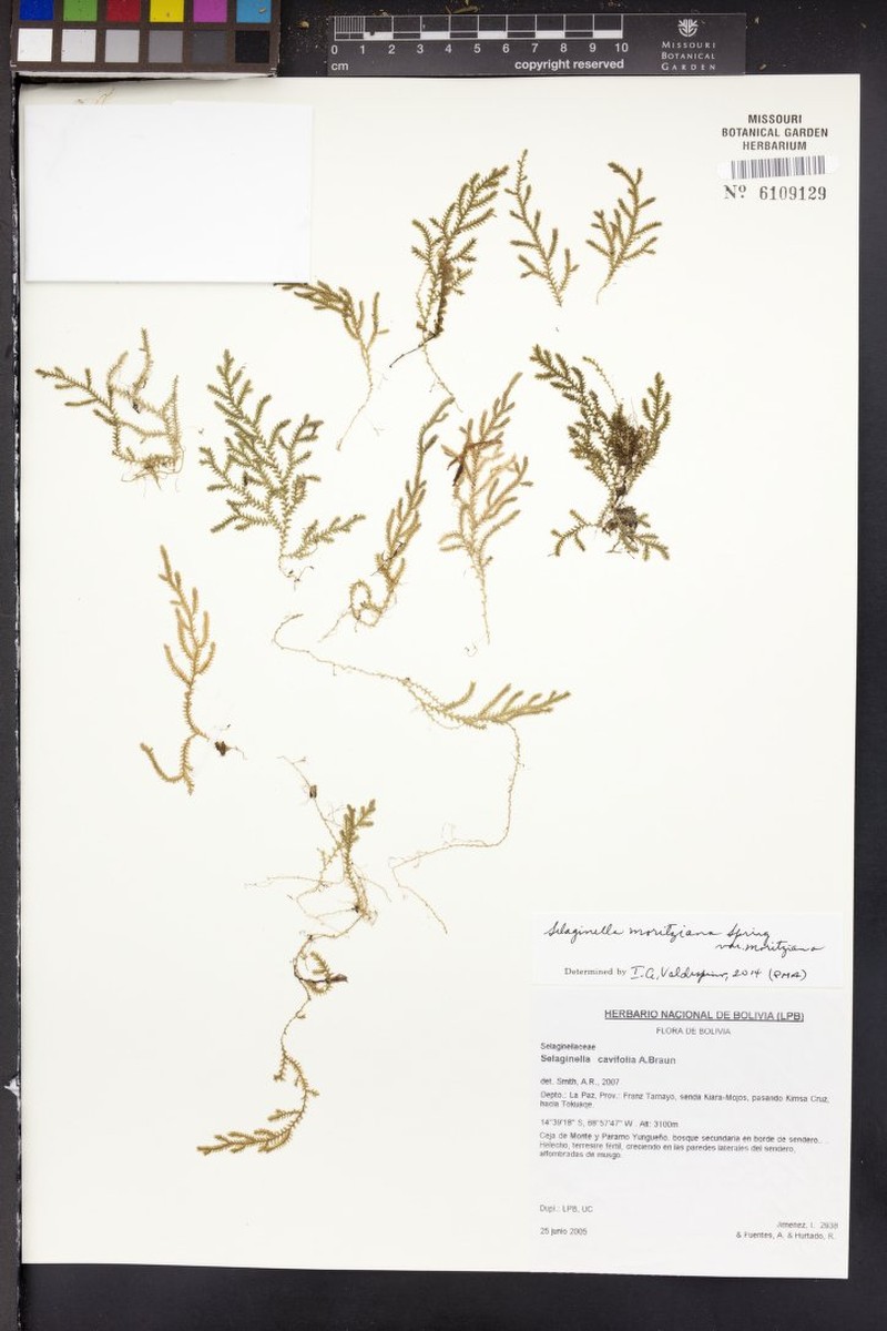 Selaginella moritziana photo 3