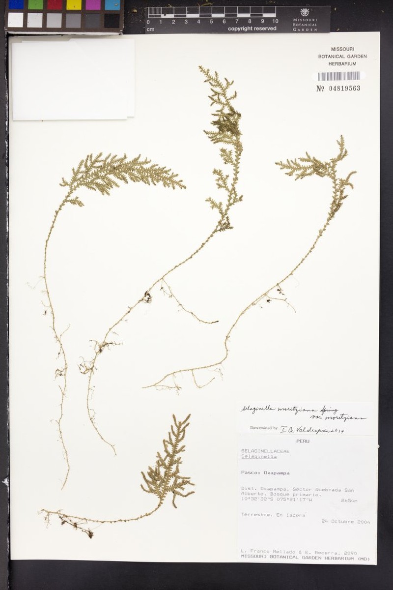 Selaginella moritziana photo 4