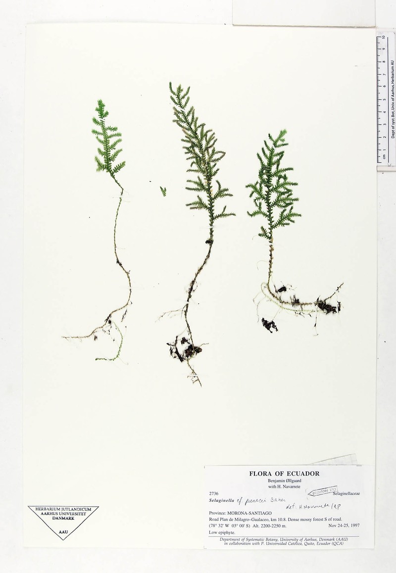 Selaginella moritziana var. pearcei