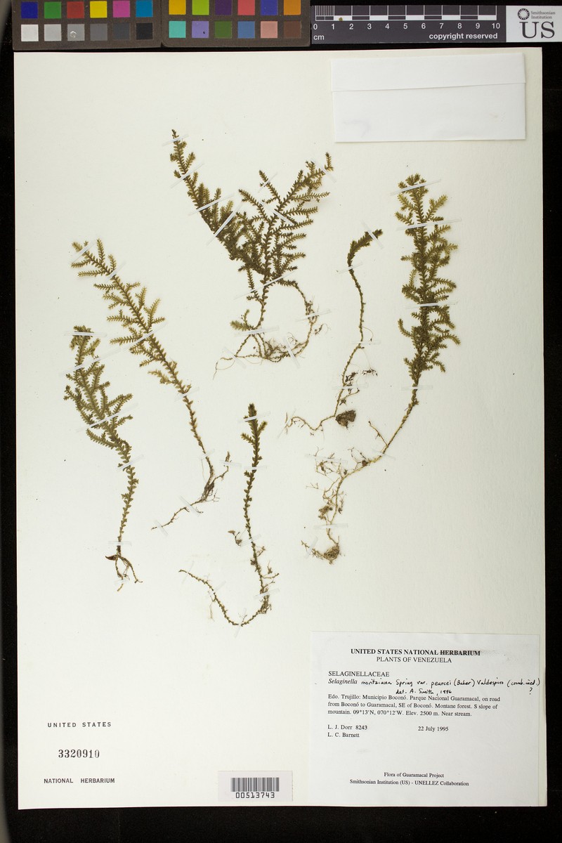 Selaginella moritziana var. pearcei photo 2