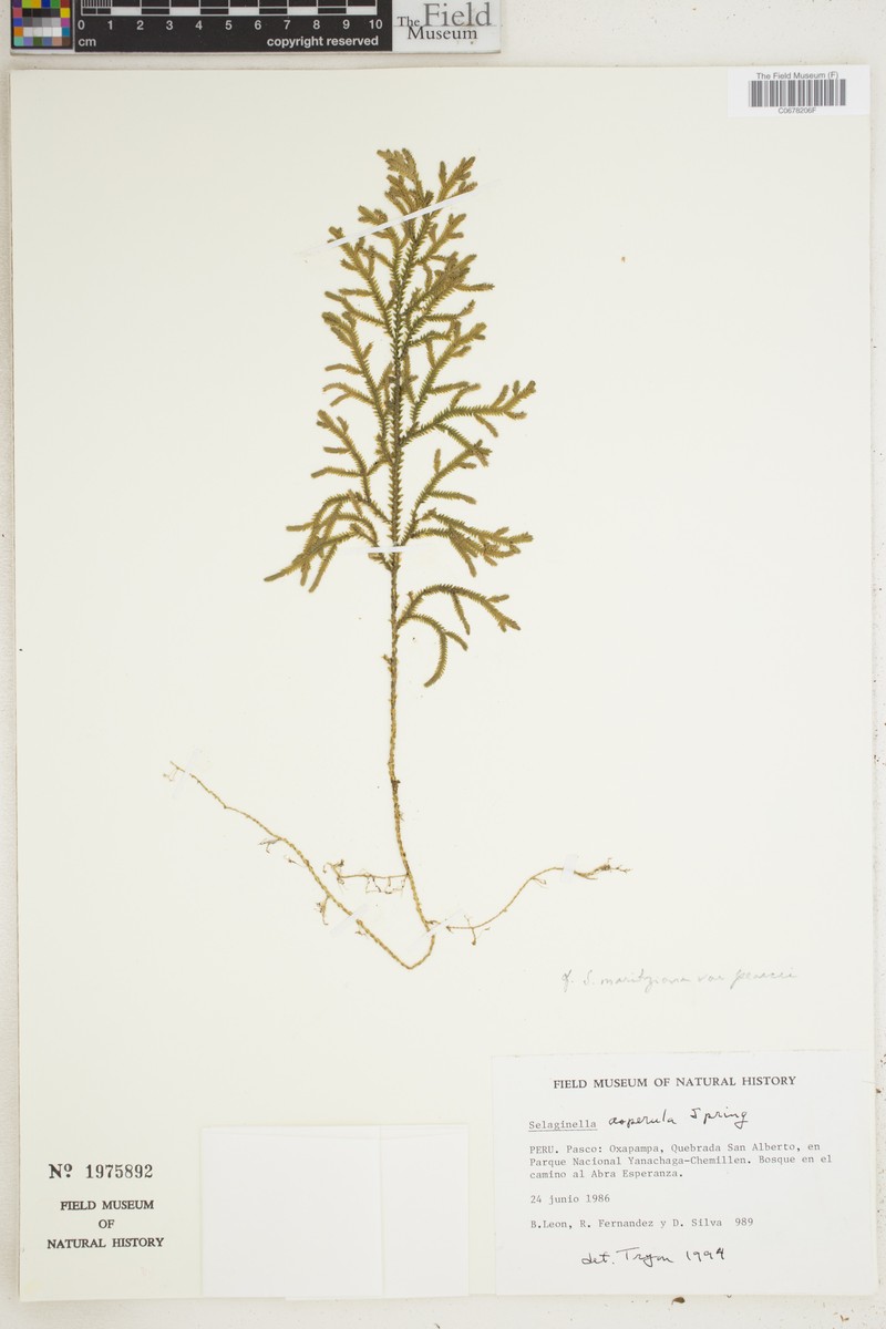 Selaginella moritziana var. pearcei photo 3