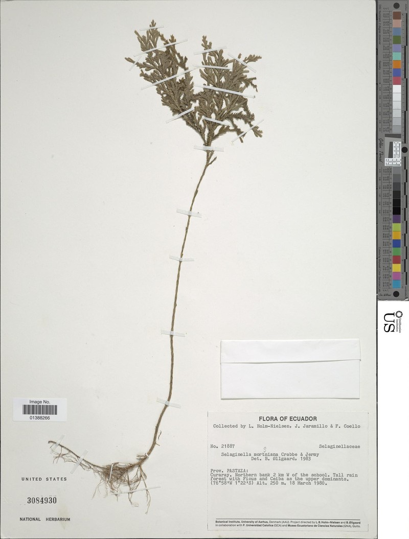 Selaginella mortoniana