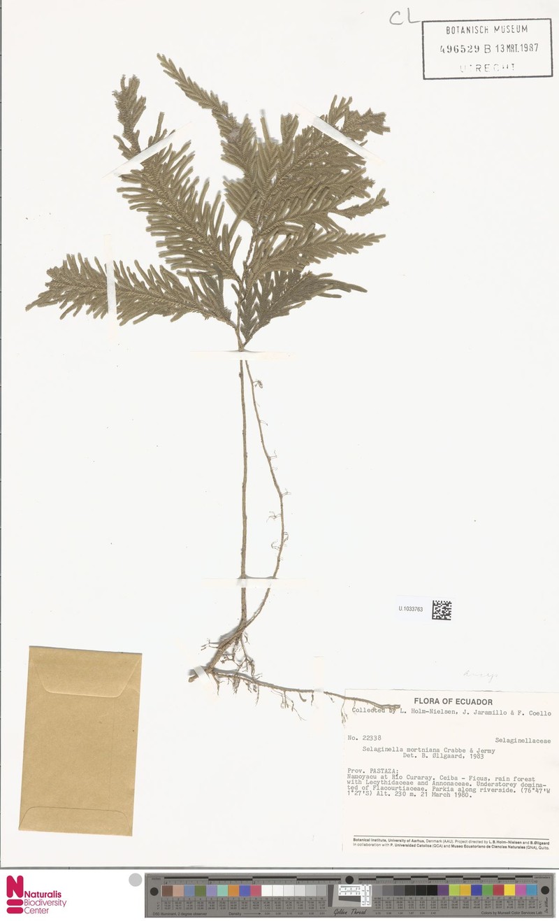 Selaginella mortoniana photo 2