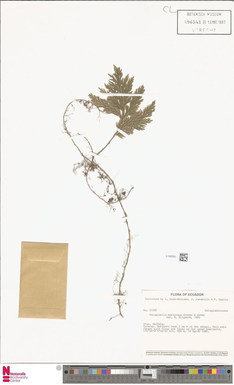 Selaginella mortoniana photo 3