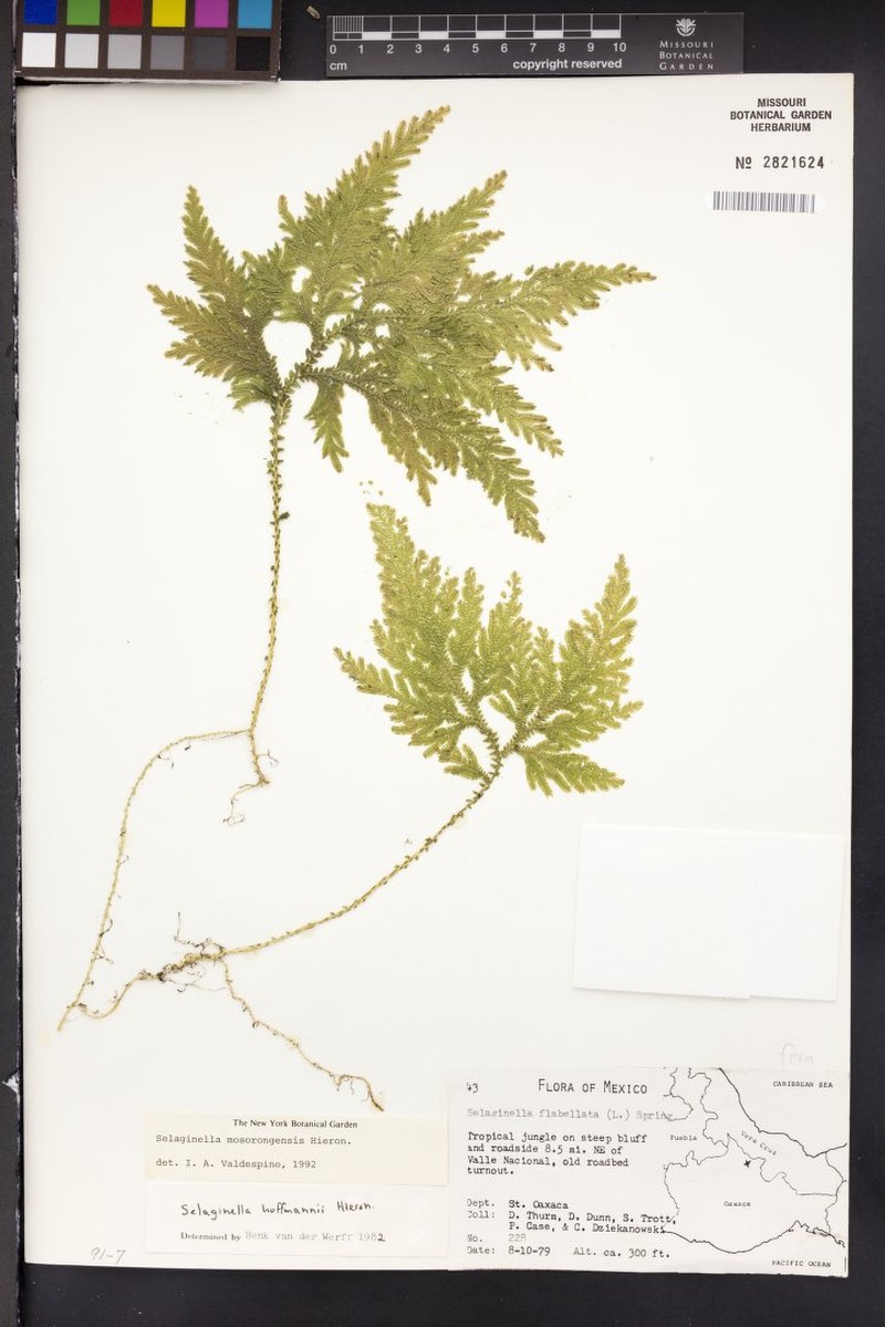 Selaginella mosorongensis photo 2