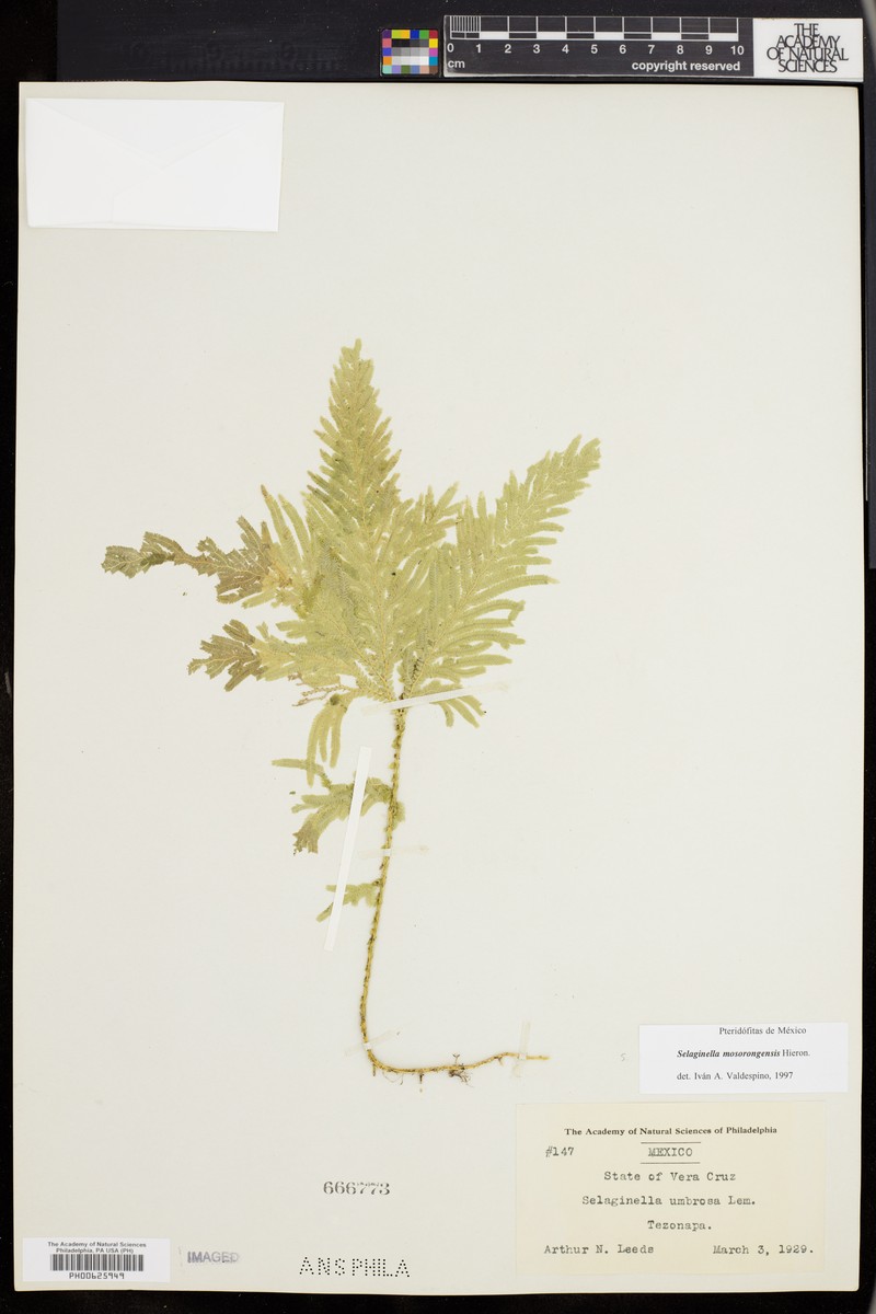 Selaginella mosorongensis photo 3