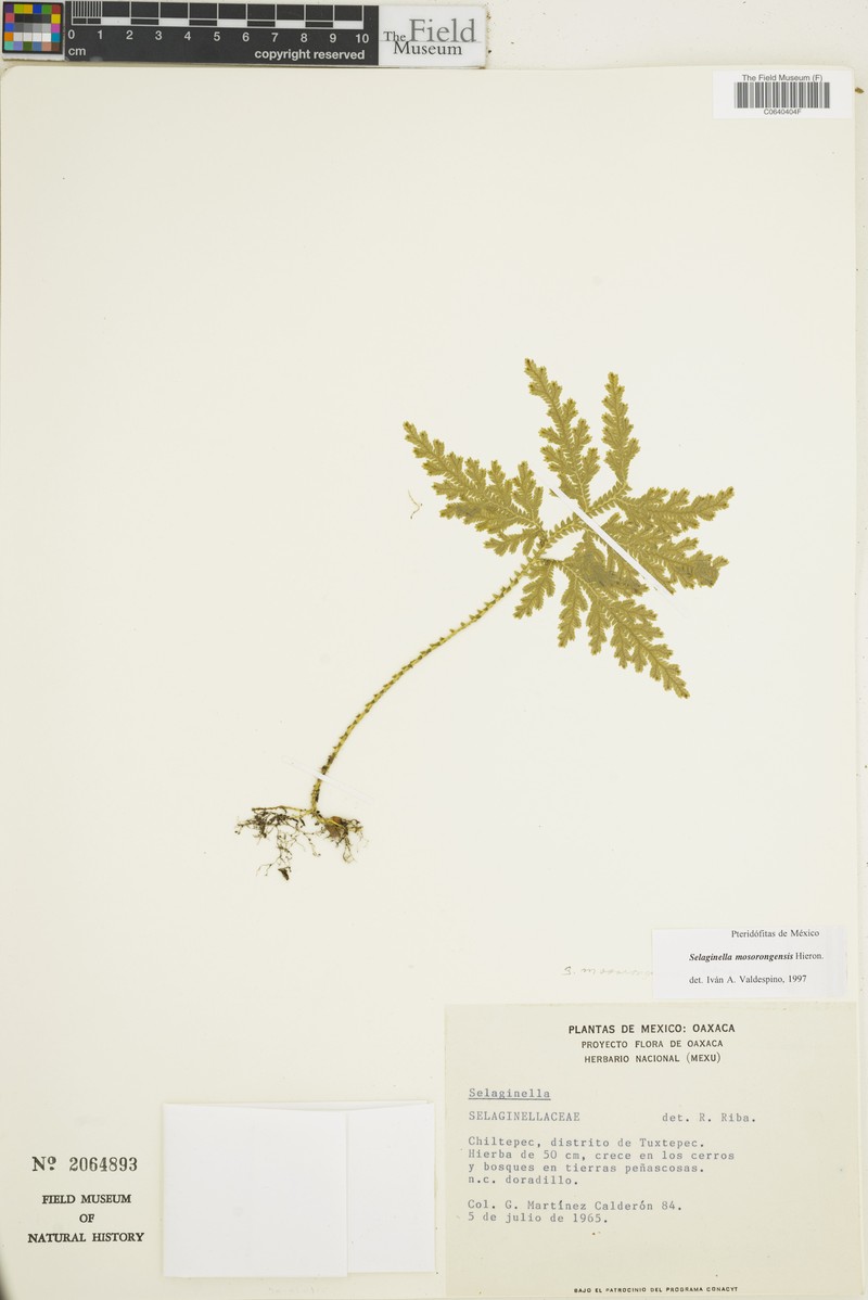 Selaginella mosorongensis photo 4