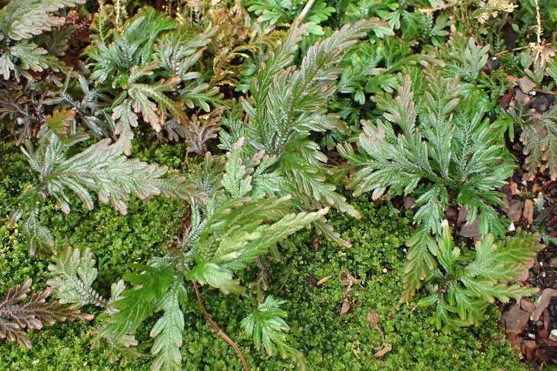 Selaginella mosorongensis
