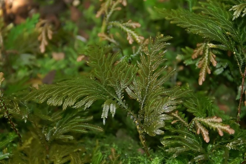 Selaginella mosorongensis photo 5