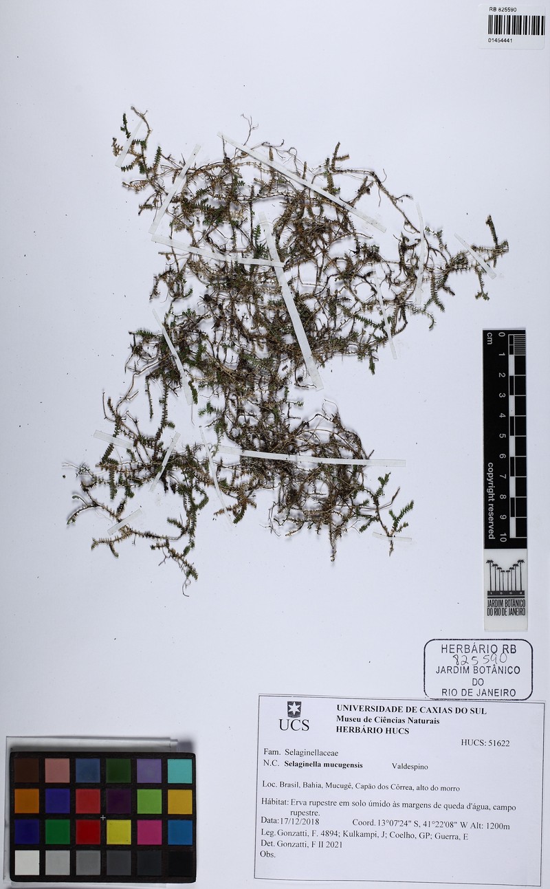 Selaginella mucugensis