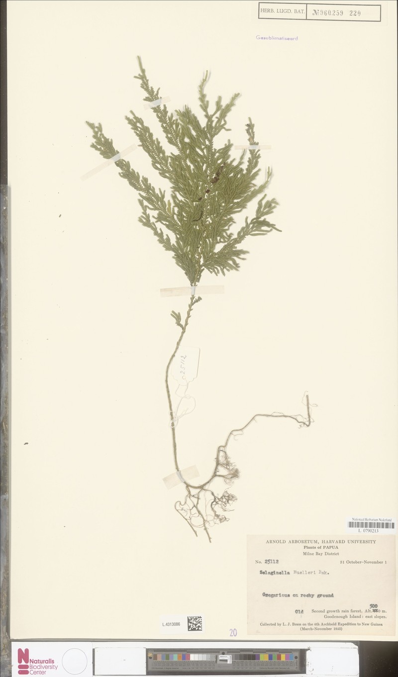 Selaginella muelleri