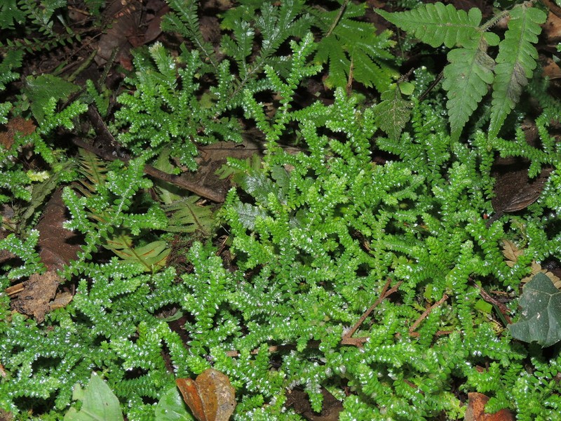 Selaginella muscosa