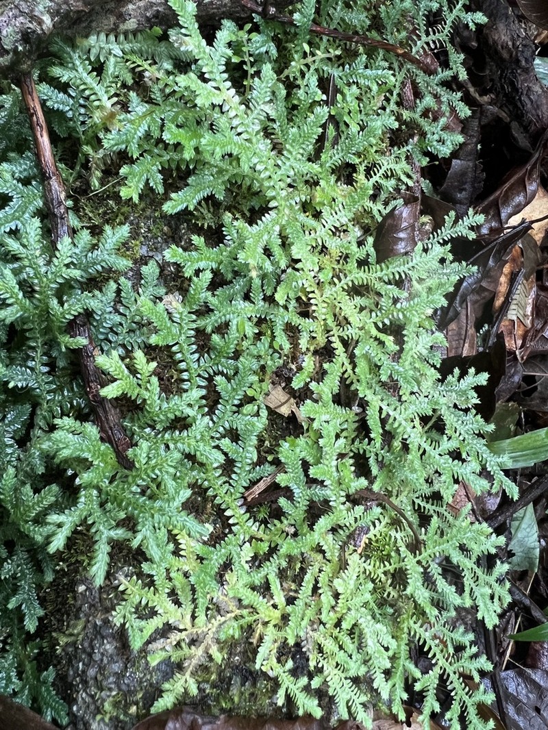 Selaginella muscosa photo 2