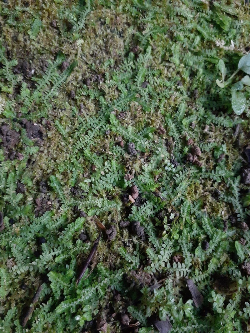 Selaginella muscosa photo 3
