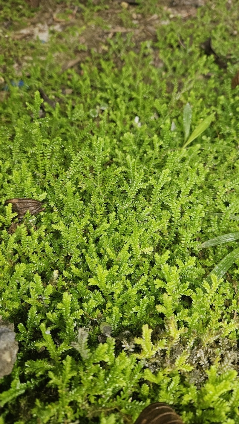 Selaginella muscosa photo 4