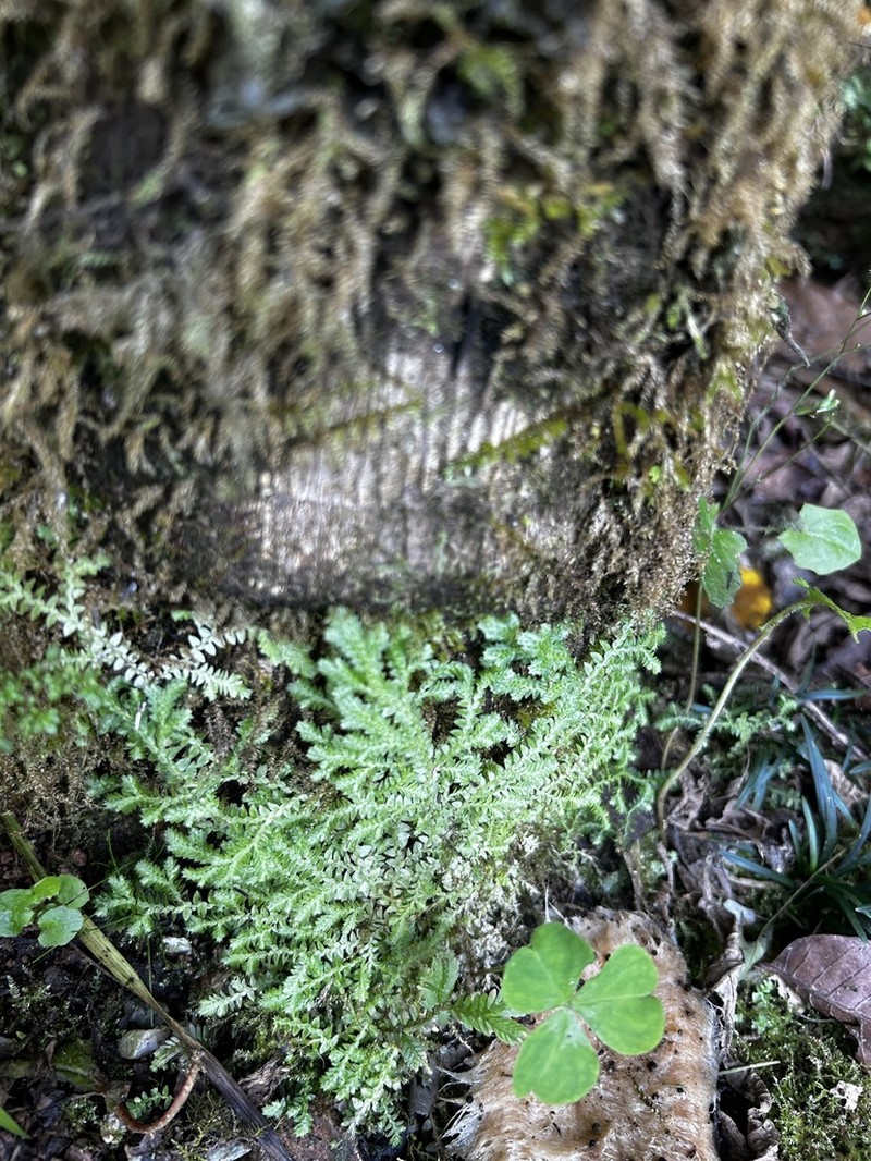 Selaginella muscosa photo 5
