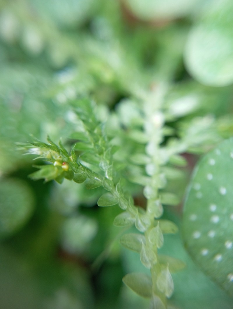 Selaginella muscosa photo 6
