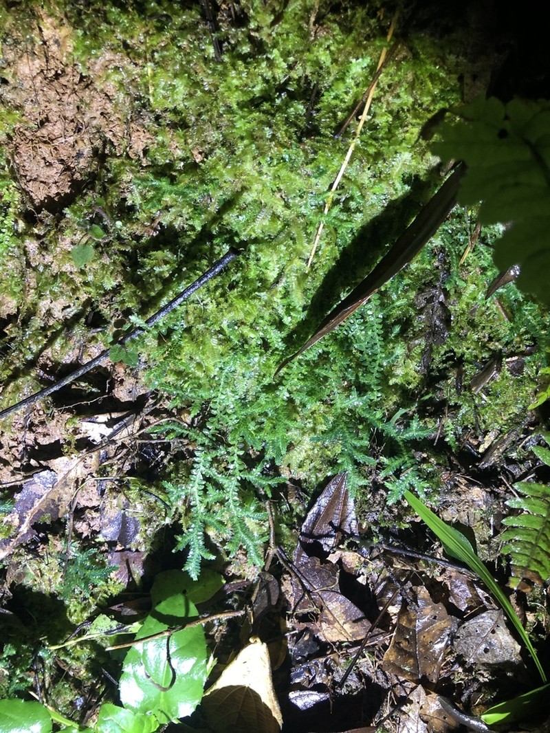 Selaginella muscosa photo 7