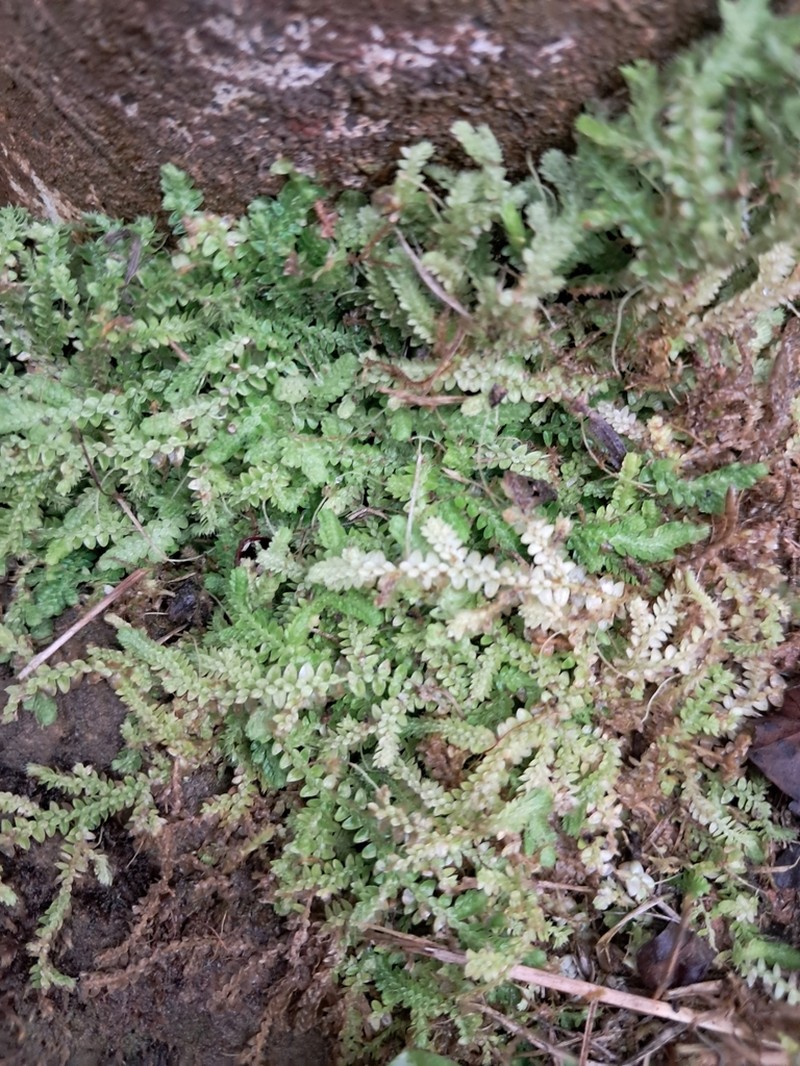 Selaginella muscosa photo 8