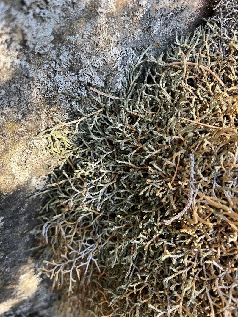 Bluntleaf Spikemoss
