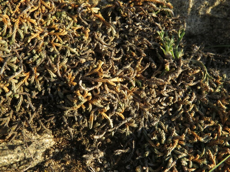 Bluntleaf Spikemoss photo 2