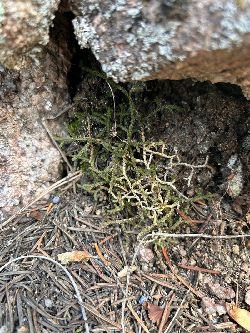 Bluntleaf Spikemoss photo 3