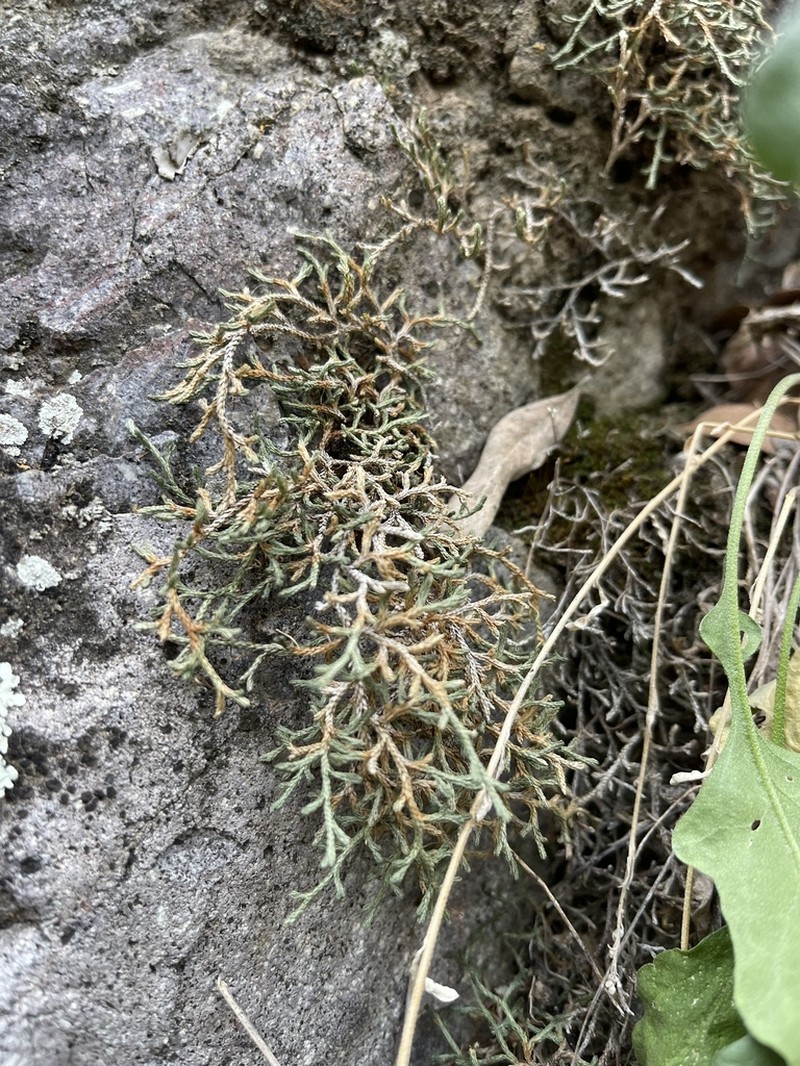 Bluntleaf Spikemoss photo 4