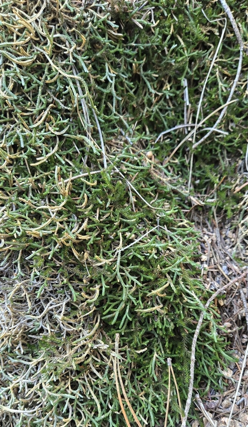 Bluntleaf Spikemoss photo 5