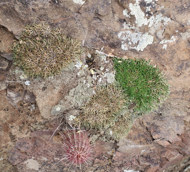 Bluntleaf Spikemoss photo 6