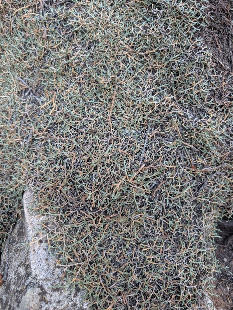 Bluntleaf Spikemoss photo 7