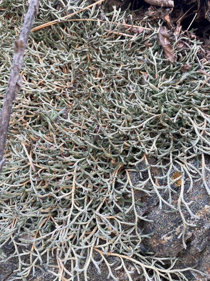 Bluntleaf Spikemoss photo 8