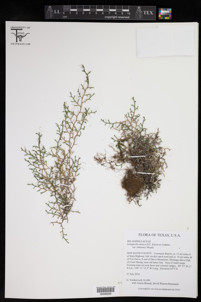 Selaginella mutica var. limitanea