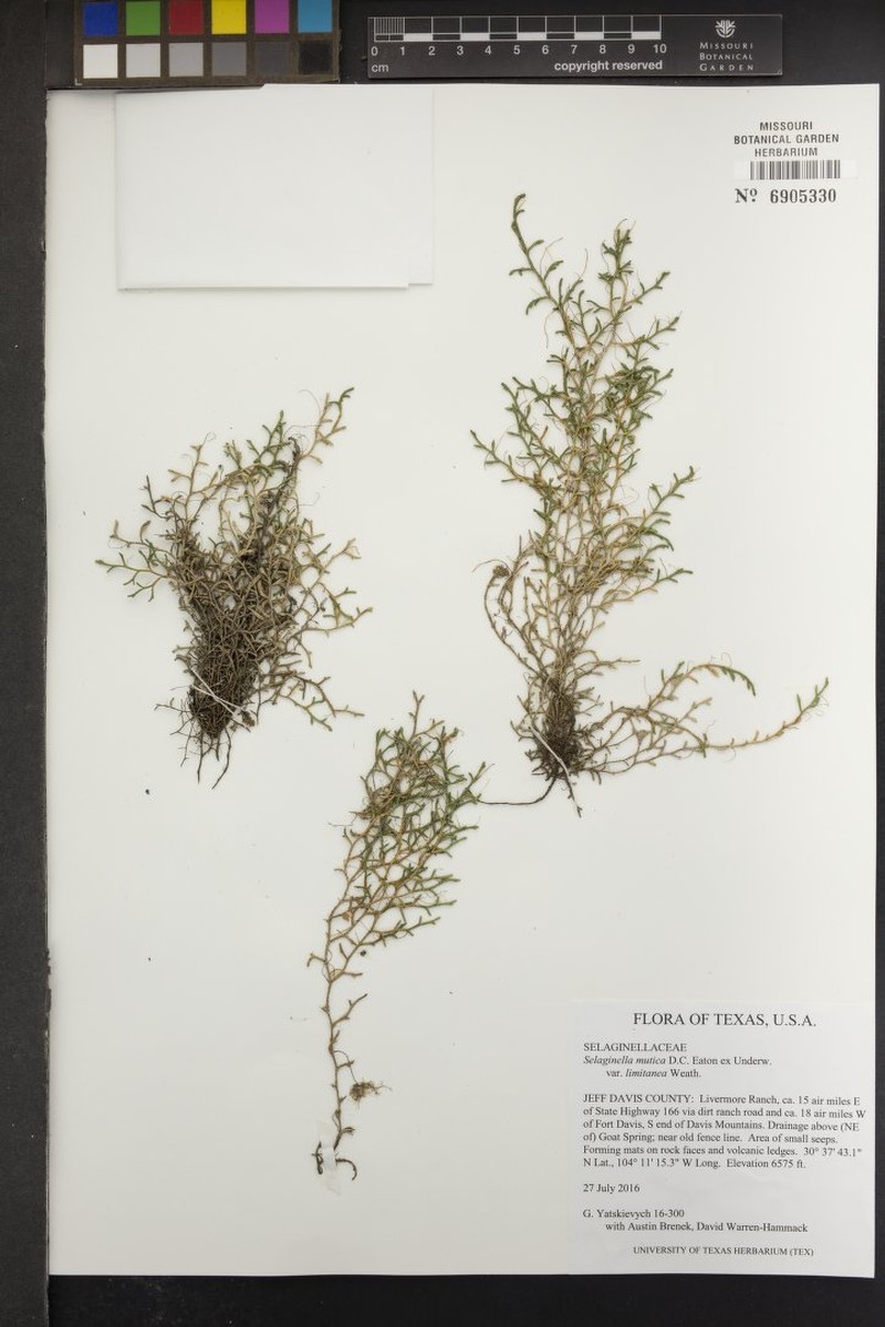 Selaginella mutica var. limitanea photo 2