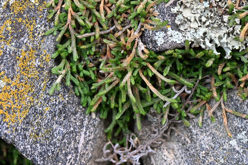 Selaginella mutica var. mutica