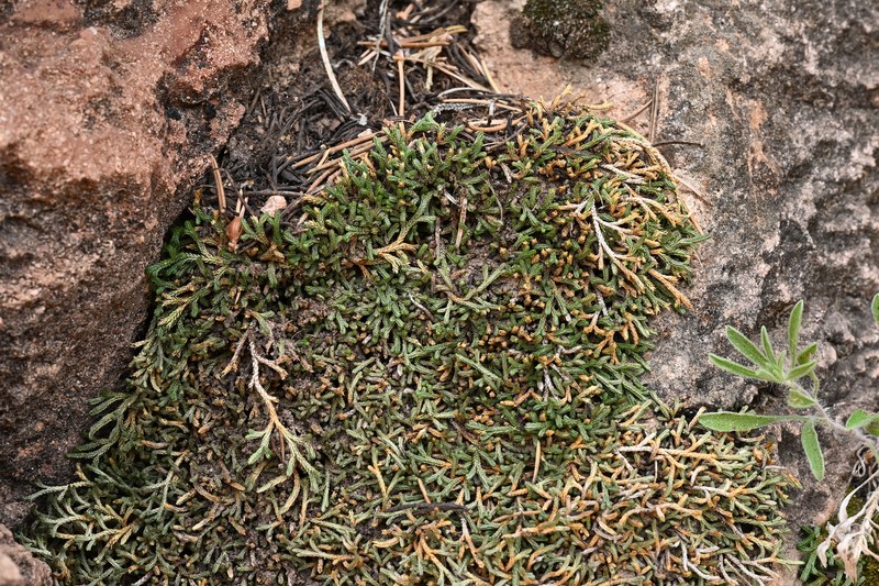 Selaginella mutica var. mutica photo 2