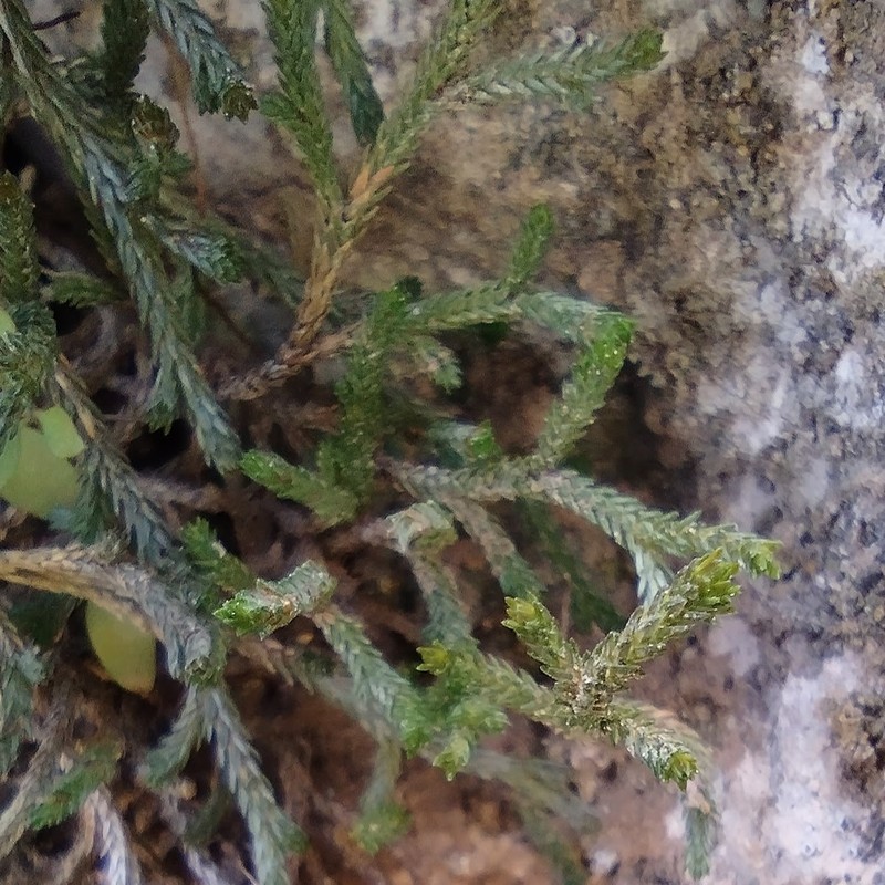 Selaginella mutica var. mutica photo 3