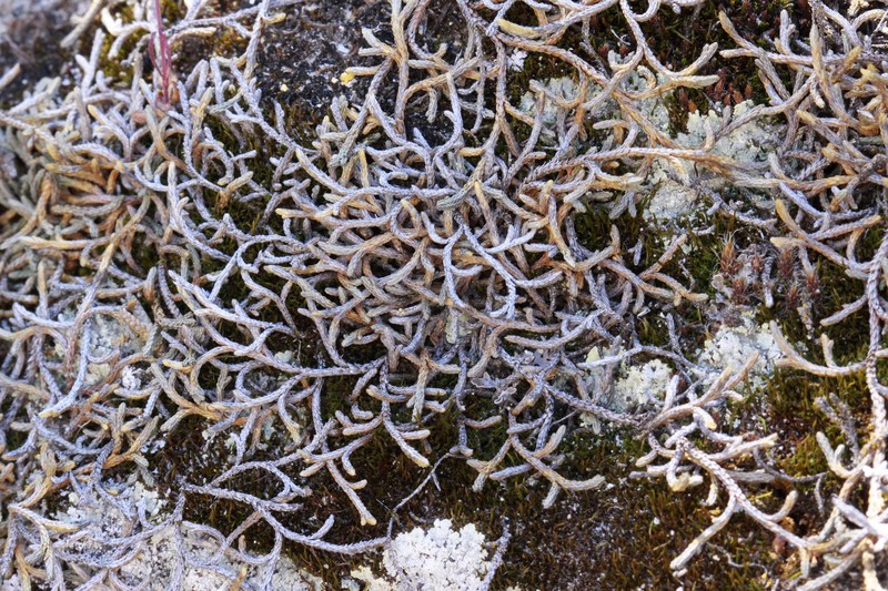 Selaginella mutica var. mutica photo 4